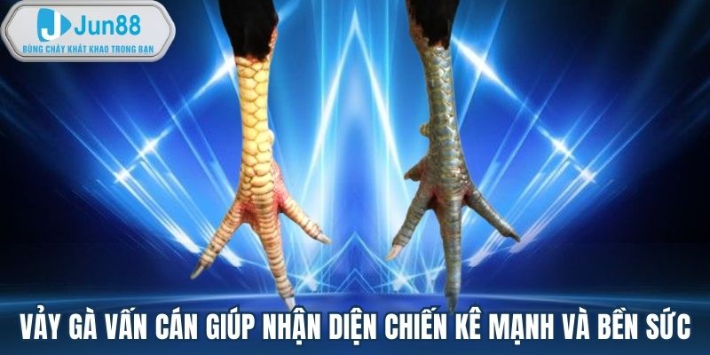 Vảy gà vấn cán giúp nhận diện chiến kê mạnh và bền sức